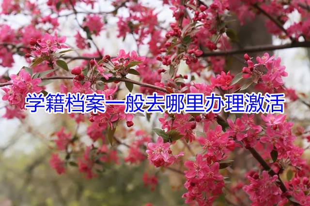 学籍档案一般去哪里办理激活