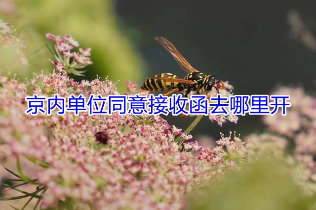 京内单位同意接收函去哪里开