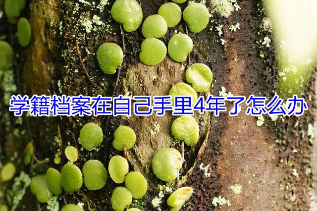 学籍档案在自己手里4年了怎么办