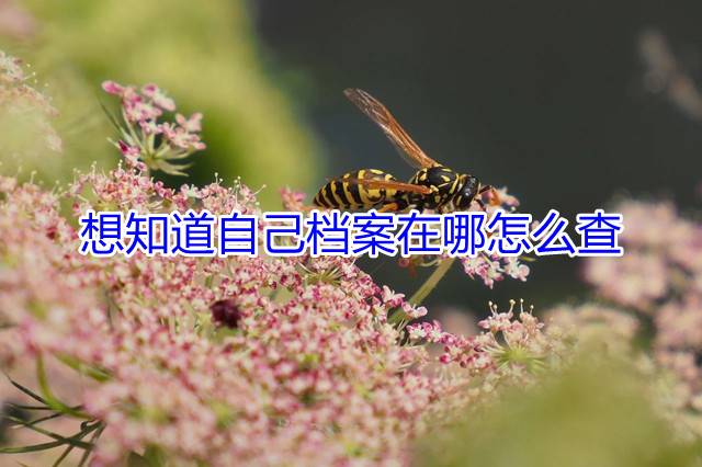 想知道自己档案在哪怎么查