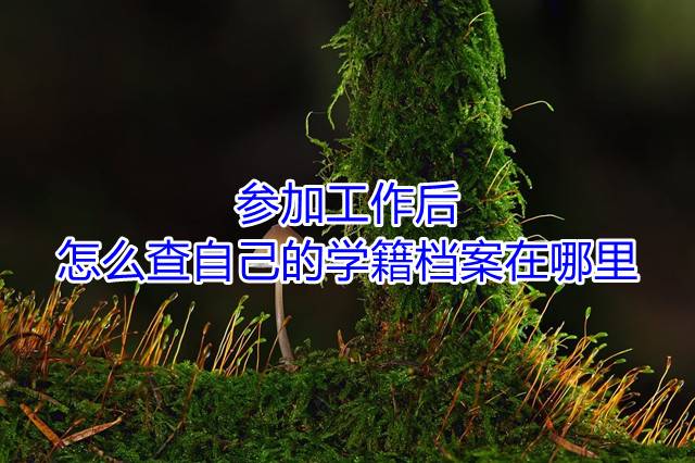 参加工作后怎么查自己的学籍档案在哪里