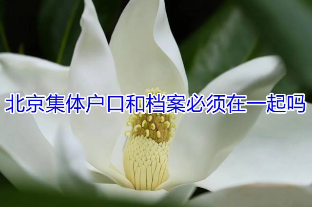 北京集体户口和档案必须在一起吗