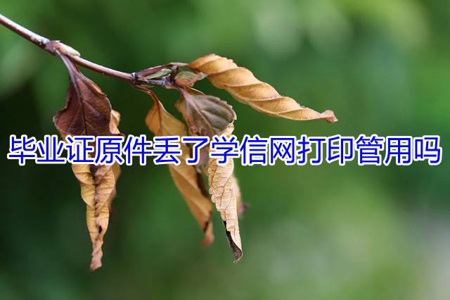 毕业证原件丢了学信网打印管用吗