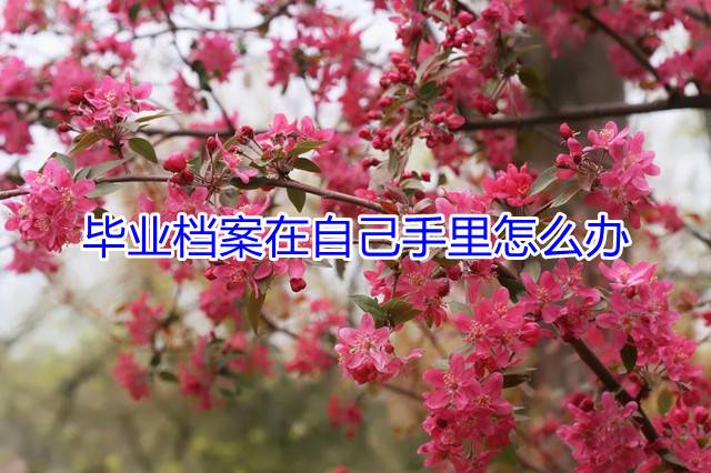 毕业档案在自己手里怎么办