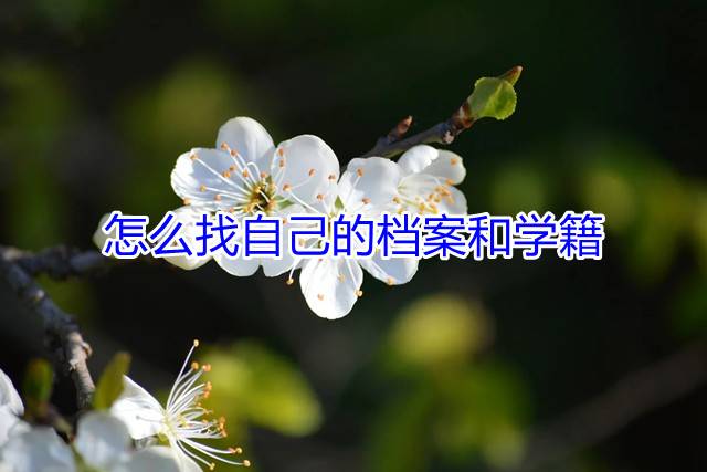 怎么找自己的档案和学籍