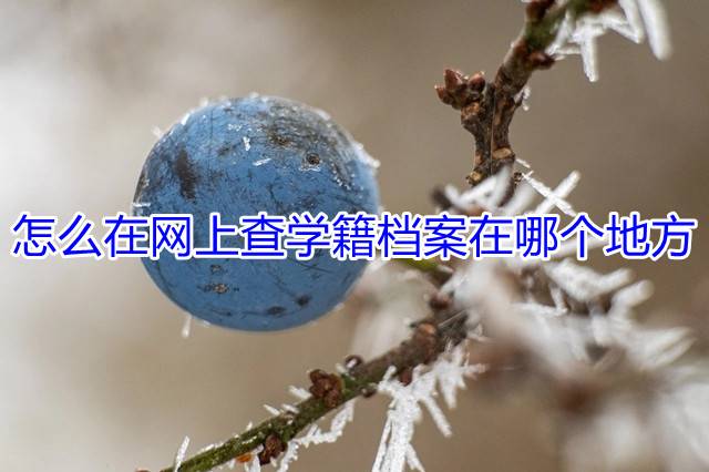 怎么在网上查学籍档案在哪个地方