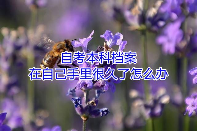 自考本科档案在自己手里很久了怎么办