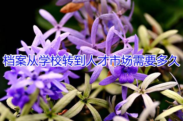 档案从学校转到人才市场需要多久