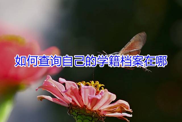 如何查询自己的学籍档案在哪