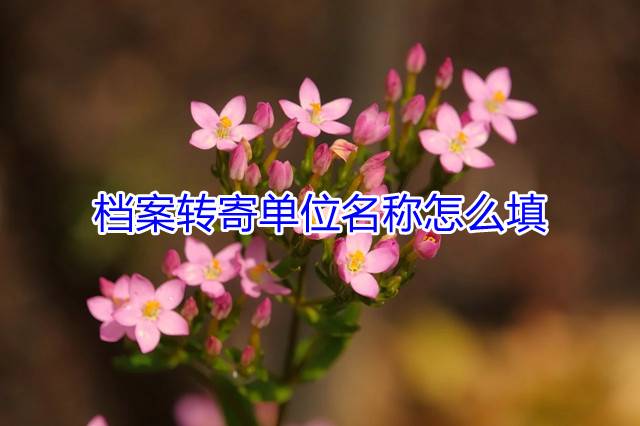 档案转寄单位名称怎么填