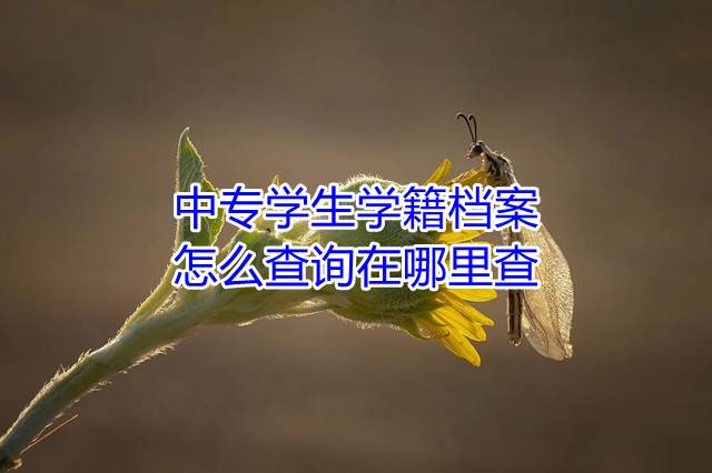 中专学生学籍档案怎么查询在哪里查