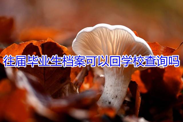 往届毕业生档案可以回学校查询吗