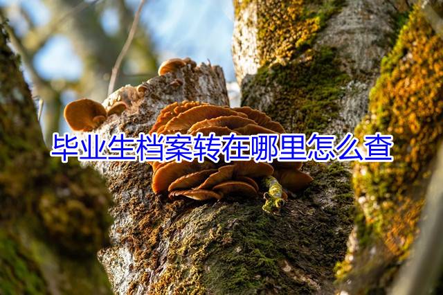 毕业生档案转在哪里怎么查