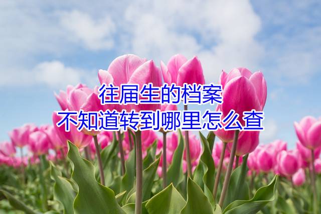往届生的档案不知道转到哪里怎么查