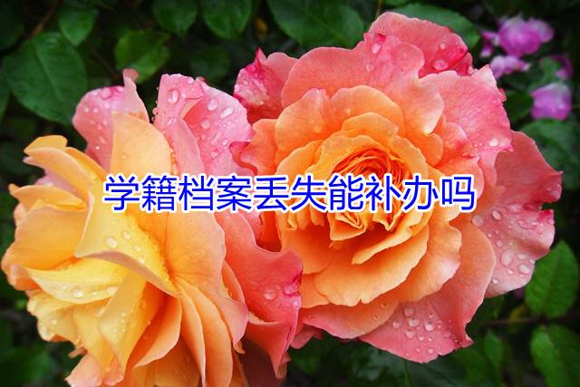 学籍档案丢失能补办吗