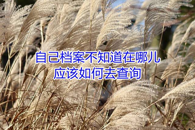 自己档案不知道在哪儿应该如何去查询