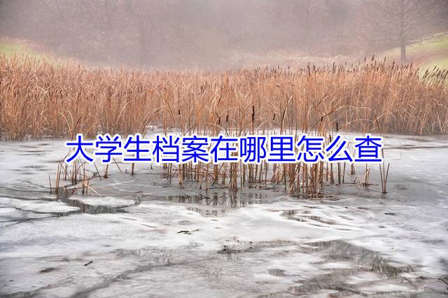 大学生档案在哪里怎么查