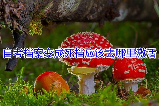 自考档案变成死档应该去哪里激活