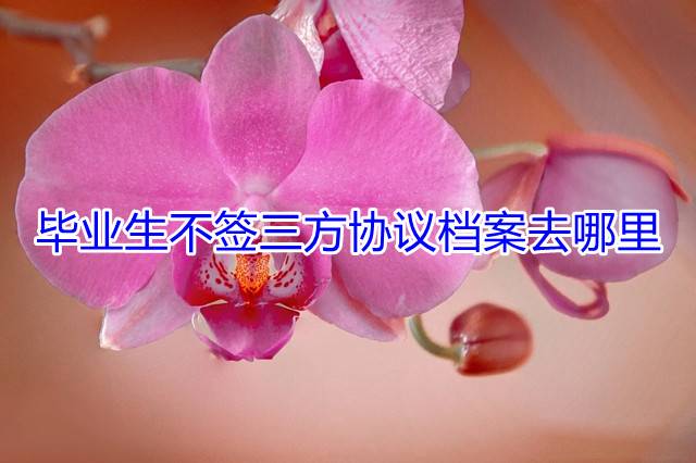 毕业生不签三方协议档案去哪里