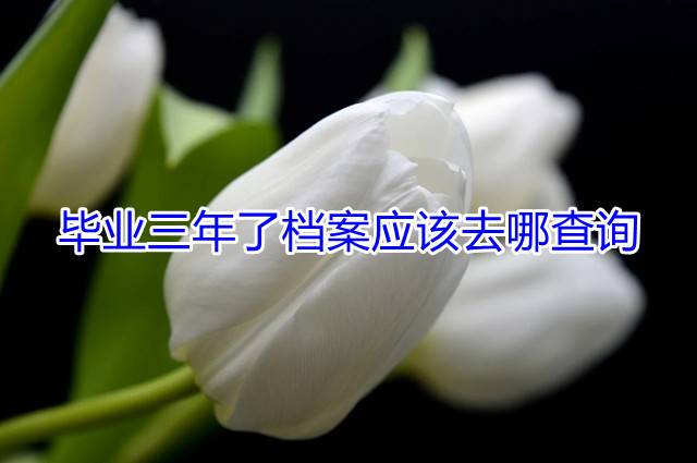 毕业三年了档案应该去哪查询