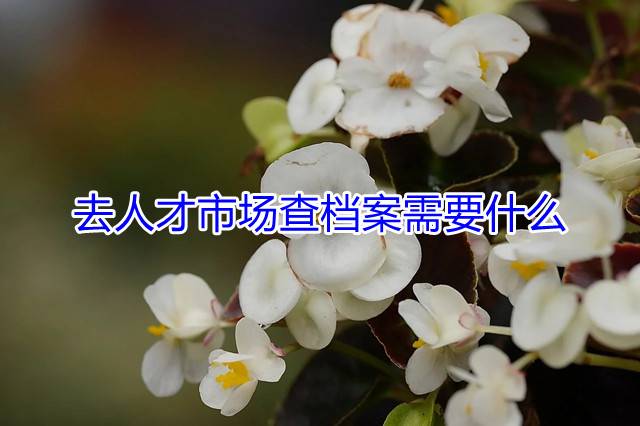 去人才市场查档案需要什么