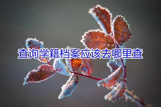 查询学籍档案应该去哪里查