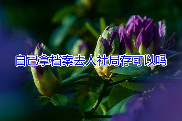 自己拿档案去人社局存可以吗