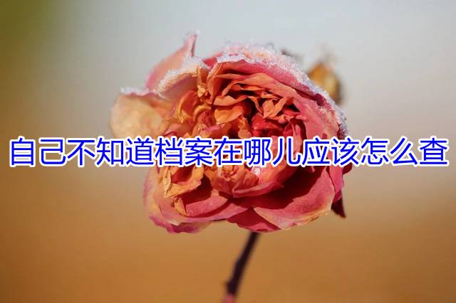 自己不知道档案在哪儿应该怎么查