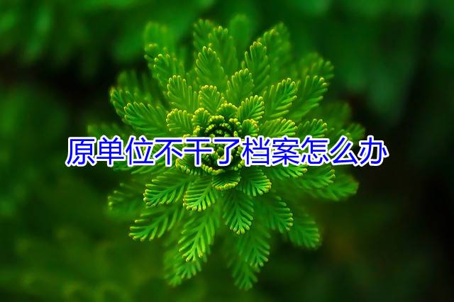 原单位不干了档案怎么办