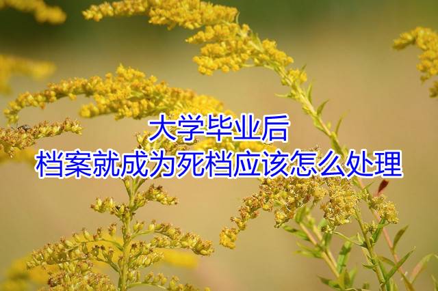 大学毕业后档案就成为死档应该怎么处理