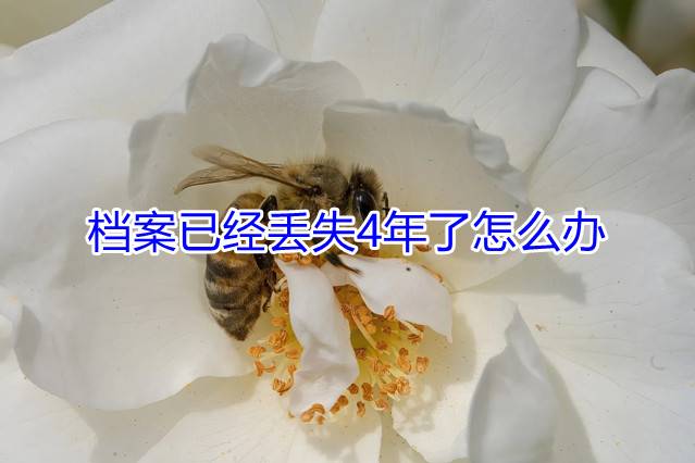档案已经丢失4年了怎么办