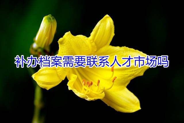 补办档案需要联系人才市场吗