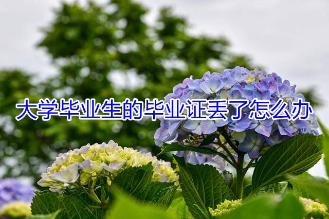 大学毕业生的毕业证丢了怎么办