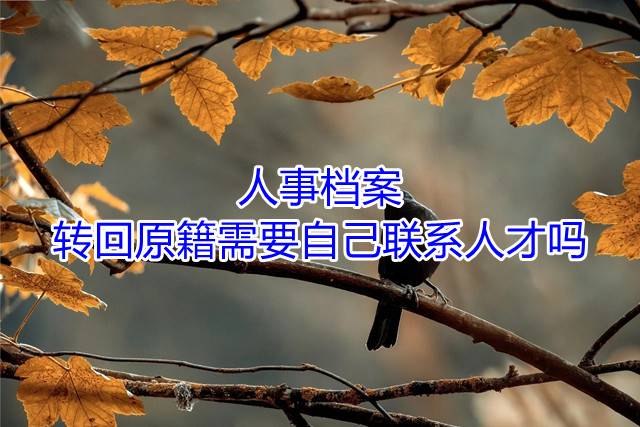 人事档案转回原籍需要自己联系人才吗
