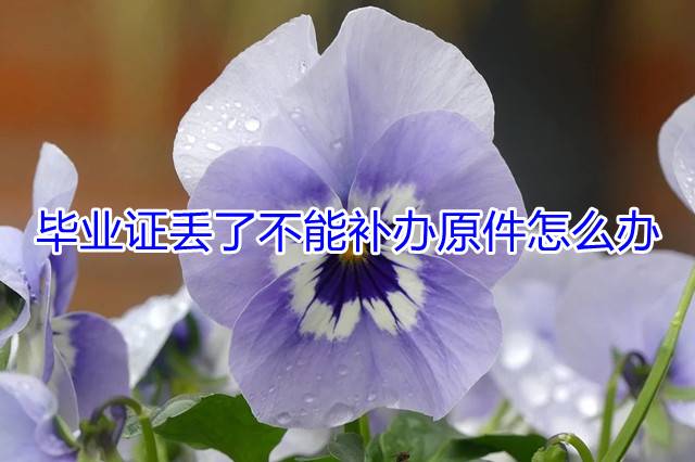 毕业证丢了不能补办原件怎么办
