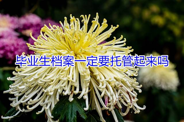 毕业生档案一定要托管起来吗