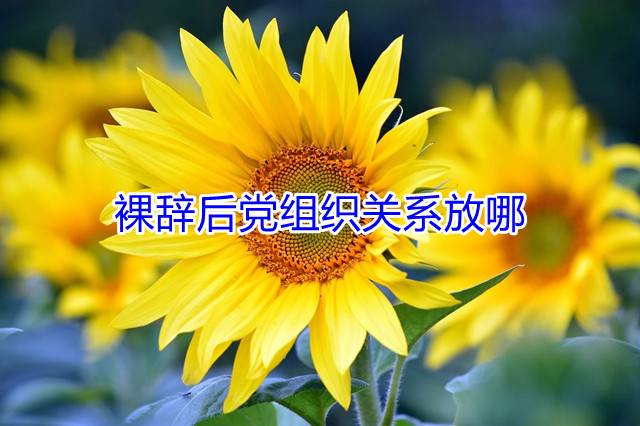 裸辞后党组织关系放哪