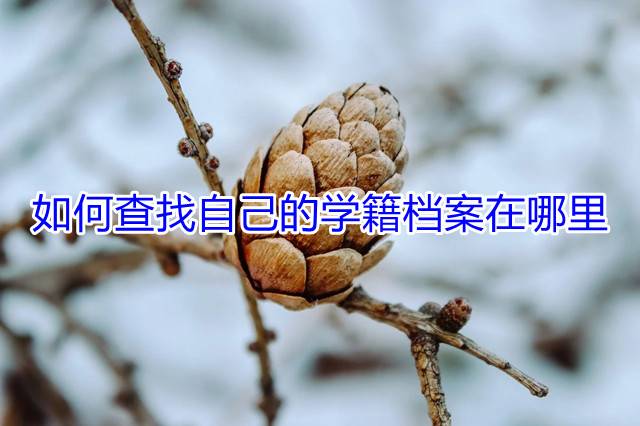 如何查找自己的学籍档案在哪里