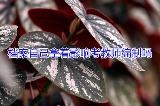 档案自己拿着影响考教师编制吗