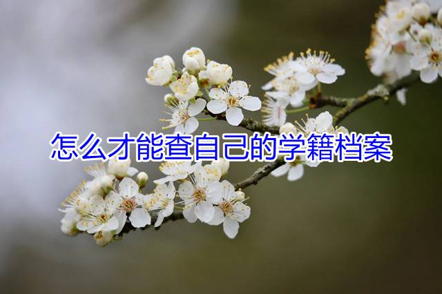 怎么才能查自己的学籍档案
