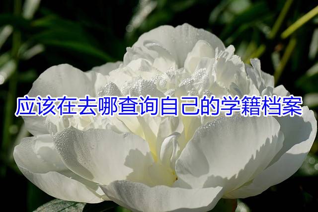 应该在去哪查询自己的学籍档案