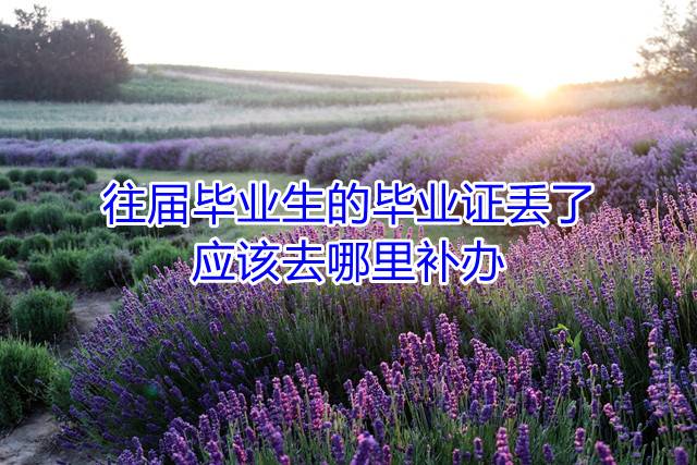 往届毕业生的毕业证丢了，应该去哪里补办