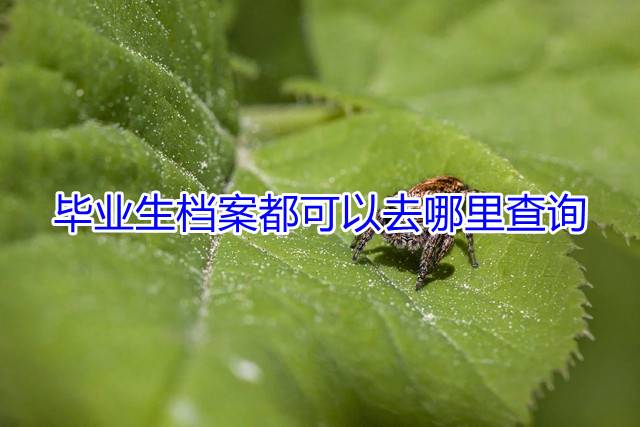 毕业生档案都可以去哪里查询