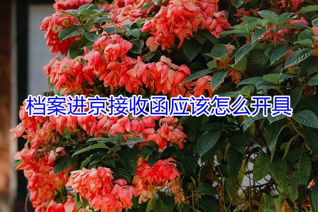 档案进京接收函应该怎么开具