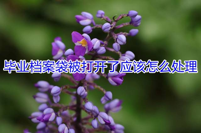 毕业档案袋被打开了应该怎么处理