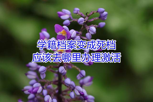 学籍档案变成死档应该去哪里办理激活