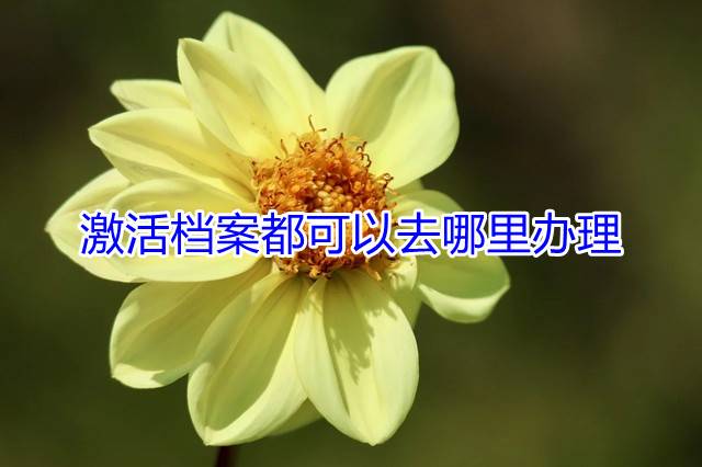 激活档案都可以去哪里办理