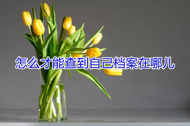 怎么才能查到自己档案在哪儿