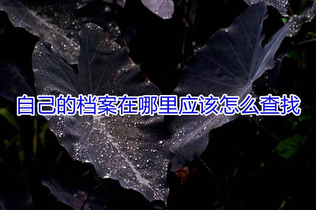 自己的档案在哪里应该怎么查找