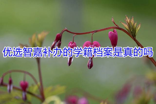 优选智嘉补办的学籍档案是真的吗